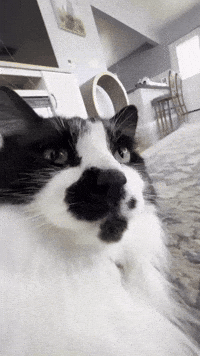 Cute Cat GIF