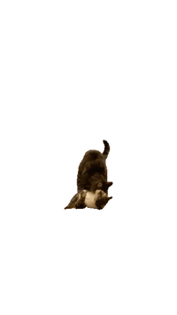 Kitty Cats Fighting Sticker