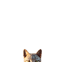 Red Dead Redemption Cat Sticker by Rockstar Games