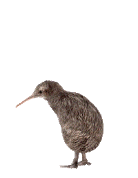 42-BELOW bird vodka new zealand kiwi Sticker