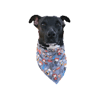 Rescue Dog Kala Sticker by Geekster Pets