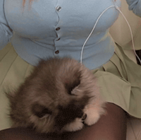 Kevinpohledits GIF