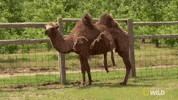 nat geo wild pet GIF by The Incredible Dr. Pol