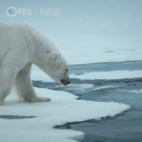 Polar Bear Animales GIF by Nature on PBS