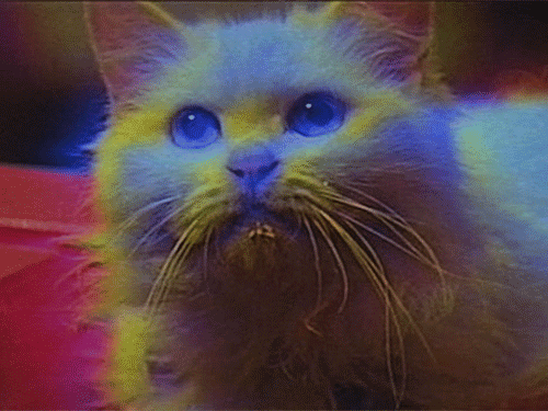 bruce lee cat GIF by rotomangler