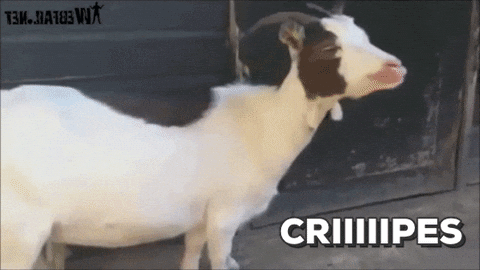 goat yelling GIF by chuber channel