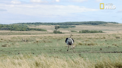 african cats big cat week GIF by Nat Geo Wild 