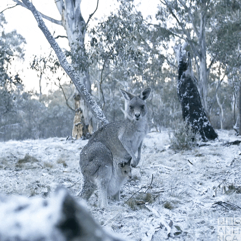 Australia One Planet GIF by BBC America