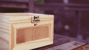 humor contest GIF by Banggood