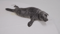 Injured Grey Seal Pup Rescued by National Aquarium in Maryland