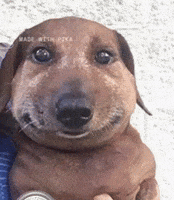 Dog Botox GIF