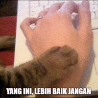 Cat Yang GIF