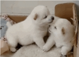 kisses love GIF