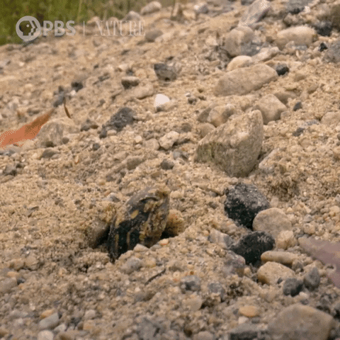 Baby Turtle GIF by Nature on PBS