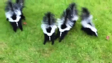 baby skunks GIF