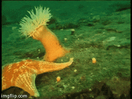 starfish GIF