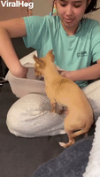 Chihuahua Climbs into Beanie