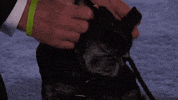 heart of television dog GIF by Hallmark Channel