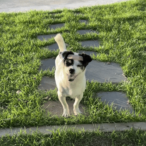 Puppy Hello GIF