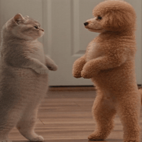 Fight Cat GIF