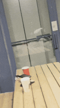 Cardo GIF by thatcloudstudio