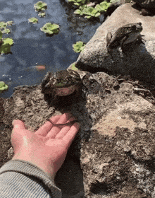 Frog Jump GIF