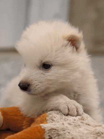 Wolf Pup GIF by Colossal