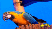 pirate parrot GIF by CBeebies Australia