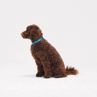 Cat Looking GIF by Petsure UK