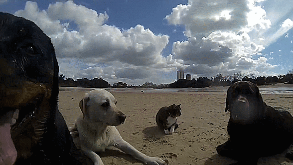 cat beach GIF