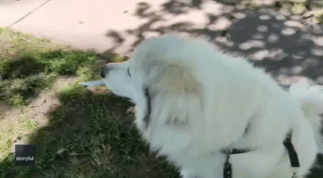 'Theo, Drop the Knife': Dog Walker Begs Armed Great Pyrenees to Give Up Weapon