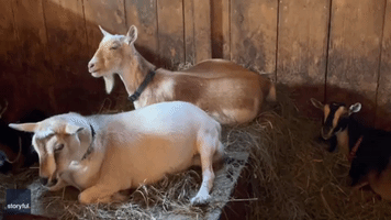 Goat in Maine Gives Birth to Three Kids in an Hour