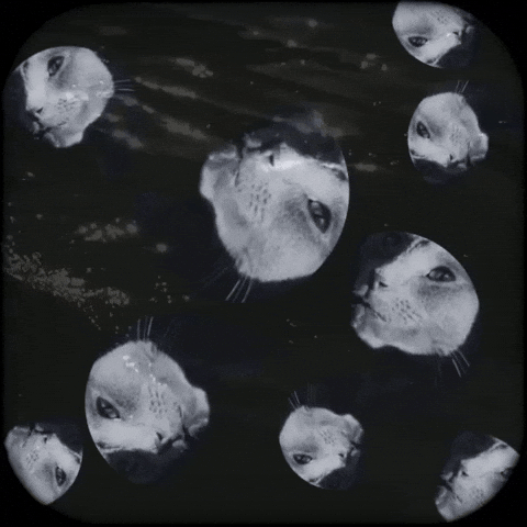 Cat Fish Cats GIF