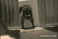 door stealing GIF