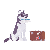 Summer Dogs Sticker by Petland Florida