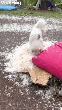 Doggy Having A Blast Destroying Her Blanket GIF by ViralHog