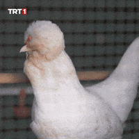 Aaaa Omg GIF by TRT