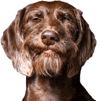 helgaaamanufaktur happy dog wink happydog Sticker