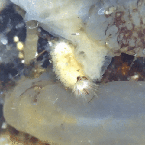giphyupload microscope sealife microscopic GIF