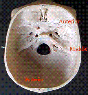 anatomy GIF