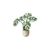 aliciakarima plant plants monstera urbanjungle Sticker