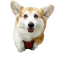 Happy Dog Sticker by Weld Realty