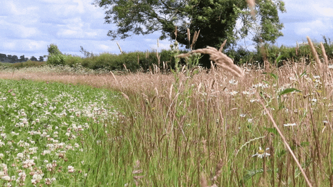 CheshireWildlifeTrust giphyupload GIF