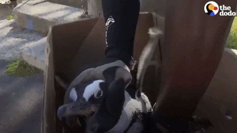 african penguin GIF by The Dodo
