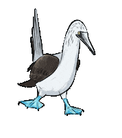 Booby Sticker by girlinwhiteglasses
