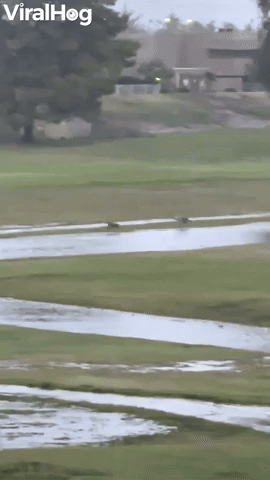 Coyotes Frolic on Flooded Golf Course