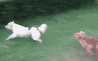 Dog Fail GIF