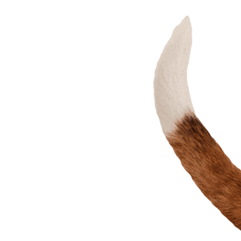 Tail Dogfood Sticker by Vitalstyle