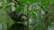 nat geo jungle GIF by National Geographic Channel