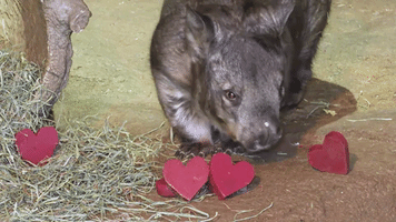 Animals Snack on Heart-Shaped Treats @ Chicago Zoo